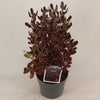 Pair of Red-pink Eclipse Coprosma 2 x 2 Litre pot plants Pair of Red-pink Eclipse Coprosma 2 x 2 Litre pot plants