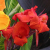 Canna Lily Tropicanna Black Potted 5 Litre large plants Canna Lily Tropicanna Black Potted 5 Litre large plants