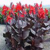 Canna Lily Tropicanna Black Potted 5 Litre large plants Canna Lily Tropicanna Black Potted 5 Litre large plants