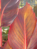 Canna Durban Tropicanna 5 Litre large pots Canna Durban Tropicanna 5 Litre large pots