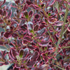 Pair of Red-pink Eclipse Coprosma 2 x 2 Litre pot plants Pair of Red-pink Eclipse Coprosma 2 x 2 Litre pot plants