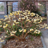 Edgeworthia chrysantha paperbush 'Grandiflora' 5 litre large pots Scented flowers Edgeworthia chrysantha paperbush 'Grandiflora' 5 litre large pots Scented flowers