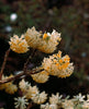 Edgeworthia chrysantha paperbush 'Grandiflora' 5 litre large pots Scented flowers Edgeworthia chrysantha paperbush 'Grandiflora' 5 litre large pots Scented flowers