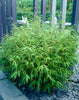 Green Panda Fountain clumping Bamboo Rufa 4ft plants 15 Litre large pots Green Panda Fountain clumping Bamboo Rufa 4ft plants 15 Litre large pots
