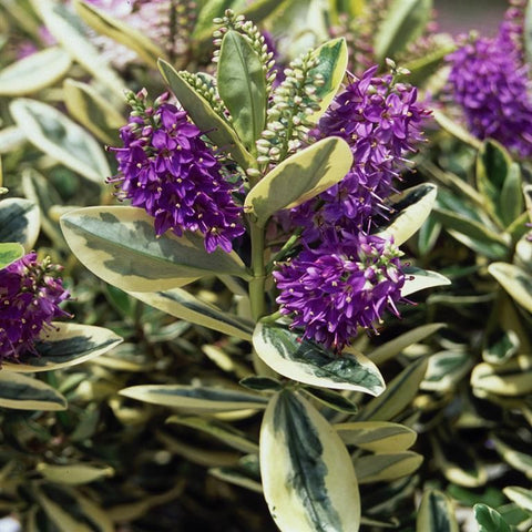Hebe franciscana 'Variegata' 2 Litre large pots
