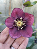 Hellebores Lenten Rose 4 colours Bud & flower 2-3 Litre Large pots. Hellebores Lenten Rose 4 colours Bud & flower 2-3 Litre Large pots.