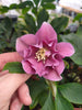 Hellebores Lenten Rose 4 colours Bud & flower 2-3 Litre Large pots. Hellebores Lenten Rose 4 colours Bud & flower 2-3 Litre Large pots.