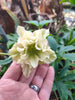 Hellebores Lenten Rose 4 colours Bud & flower 2-3 Litre Large pots. Hellebores Lenten Rose 4 colours Bud & flower 2-3 Litre Large pots.