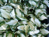 Hostas pot-grown plants RHS Award of Garden Merit Hostas pot-grown plants RHS Award of Garden Merit