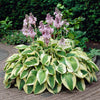 Hostas pot-grown plants RHS Award of Garden Merit Hostas pot-grown plants RHS Award of Garden Merit