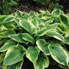 Hostas pot-grown plants RHS Award of Garden Merit Hostas pot-grown plants RHS Award of Garden Merit