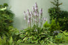 Hostas pot-grown plants RHS Award of Garden Merit Hostas pot-grown plants RHS Award of Garden Merit