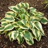 Hostas pot-grown plants RHS Award of Garden Merit Hostas pot-grown plants RHS Award of Garden Merit