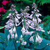 Hostas pot-grown plants RHS Award of Garden Merit Hostas pot-grown plants RHS Award of Garden Merit