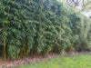 Campbell clumping bamboo hedging screening 6-9ft plants Campbell clumping bamboo hedging screening 6-9ft plants