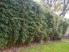 Campbell clumping bamboo hedging screening 6-9ft plants Campbell clumping bamboo hedging screening 6-9ft plants
