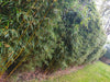 Campbell clumping bamboo hedging screening 6-9ft plants Campbell clumping bamboo hedging screening 6-9ft plants