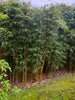 Campbell clumping bamboo hedging screening 6-9ft plants Campbell clumping bamboo hedging screening 6-9ft plants