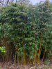 Campbell clumping bamboo hedging screening 6-9ft plants Campbell clumping bamboo hedging screening 6-9ft plants