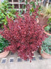 Pair of Red-pink Eclipse Coprosma 2 x 2 Litre pot plants Pair of Red-pink Eclipse Coprosma 2 x 2 Litre pot plants