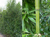 Bisset Hedging Screening Bamboo Super hardy 7-9ft plants Bisset Hedging Screening Bamboo Super hardy 7-9ft plants