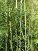 Bisset Hedging Screening Bamboo Super hardy 7-9ft plants Bisset Hedging Screening Bamboo Super hardy 7-9ft plants