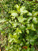 Pittosporum tenuifolium Pittosporum tenuifolium