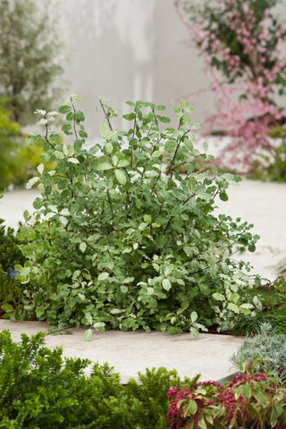 New Zealand Pittosporum Irene Paterson RHS AGM 5 Litre plants