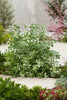 Pittosporum Irene Paterson RHS AGM Pittosporum Irene Paterson RHS AGM