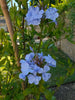 Plumbago Dark Blue. Sky-blue flowers in 2.5 Litre large pots. Plumbago Dark Blue. Sky-blue flowers in 2.5 Litre large pots.