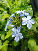 Plumbago Dark Blue. Sky-blue flowers in 2.5 Litre large pots. Plumbago Dark Blue. Sky-blue flowers in 2.5 Litre large pots.