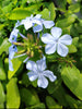 Plumbago Dark Blue. Sky-blue flowers in 2.5 Litre large pots. Plumbago Dark Blue. Sky-blue flowers in 2.5 Litre large pots.