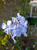 Plumbago Dark Blue. Sky-blue flowers in 2.5 Litre large pots. Plumbago Dark Blue. Sky-blue flowers in 2.5 Litre large pots.