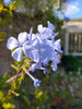 Plumbago Dark Blue. Sky-blue flowers in 2.5 Litre large pots. Plumbago Dark Blue. Sky-blue flowers in 2.5 Litre large pots.