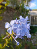Plumbago Dark Blue. Sky-blue flowers in 2.5 Litre large pots. Plumbago Dark Blue. Sky-blue flowers in 2.5 Litre large pots.