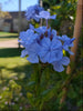 Plumbago Dark Blue. Sky-blue flowers in 2.5 Litre large pots. Plumbago Dark Blue. Sky-blue flowers in 2.5 Litre large pots.