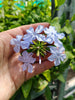 Plumbago Dark Blue. Sky-blue flowers in 2.5 Litre large pots. Plumbago Dark Blue. Sky-blue flowers in 2.5 Litre large pots.