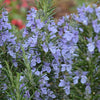 Miss Jessopp’s Upright Rosmary 5 Litre pots Bee-friendly Miss Jessopp’s Upright Rosmary 5 Litre pots Bee-friendly
