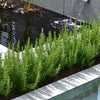 Miss Jessopp’s Upright Rosmary 5 Litre pots Bee-friendly Miss Jessopp’s Upright Rosmary 5 Litre pots Bee-friendly