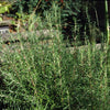 Miss Jessopp’s Upright Rosmary 5 Litre pots Bee-friendly Miss Jessopp’s Upright Rosmary 5 Litre pots Bee-friendly