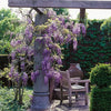 Wisteria sinensis Prolific. Scented flowers