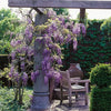 Wisteria sinensis Prolific Scented flowers 5ft & 8ft plants Wisteria sinensis Prolific Scented flowers 5ft & 8ft plants