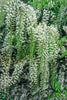 White Japanese Alba Shiro-noda Wisteria 4-5ft 10 Litre Eco-loop pots White Japanese Alba Shiro-noda Wisteria 4-5ft 10 Litre Eco-loop pots