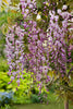 Pink Rosea Japanese Wisteria Hon-beni plants Pink Rosea Japanese Wisteria Hon-beni plants