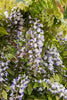Wisteria sinensis Prolific. Scented flowers