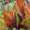 Canna Durban Tropicanna 5 Litre large pots Canna Durban Tropicanna 5 Litre large pots