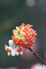 Edgeworthia chrysantha 'Red Dragon' Red paperbush Edgeworthia chrysantha 'Red Dragon' Red paperbush