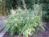 Red Clumping bamboos Fargesia Asian Wonder 6-7ft plants Red Clumping bamboos Fargesia Asian Wonder 6-7ft plants