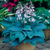 Hostas pot-grown plants RHS Award of Garden Merit Hostas pot-grown plants RHS Award of Garden Merit