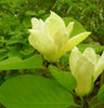 Magnolia Yellow River Yellow Yulan tree Magnolia Yellow River Yellow Yulan tree